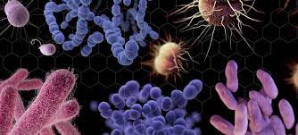 الصحة العالمية تحذر من نقص أدوية جديدة لمواجهة أخطر أنواع البكتيريا في  العالم :: الأنباط