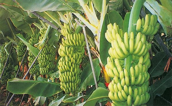 مزارعون في الاغوار يطالبون بوقف استيراد الموز 