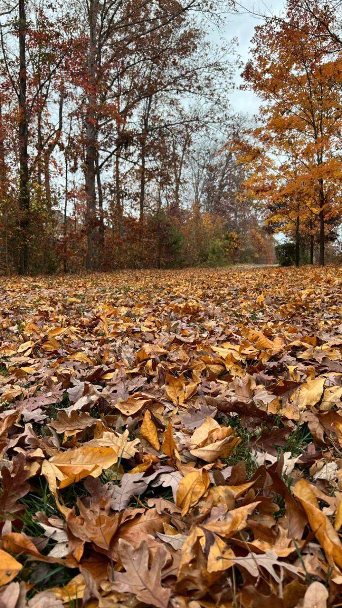 الاعتدال الخريفي الاثنين… المملكة تدخل أجواء الخريف