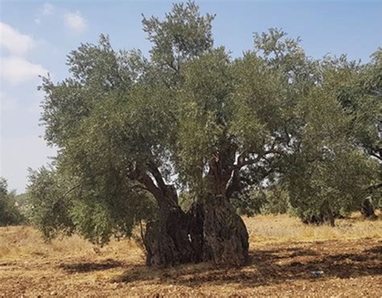 إدراج شجرة زيتون المهراس على قائمة التراث الثقافي غير المادي 
