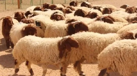 الأمانة تحدد مواقع بيع وذبح الأضاحي  وبدء استقبال الطلبات الكترونيا